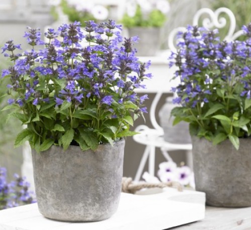 Catmint  (Nepeta catari)